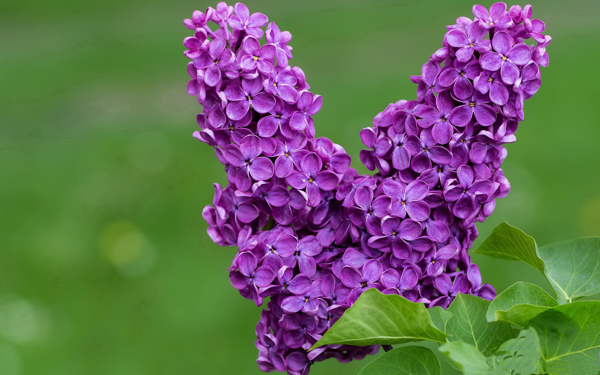 _老鹰快攻犀利,场面火爆不断_,老鹰cg