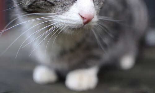 九游娱乐官网 (jiuyou)-中国花样游泳队演绎东方美学，裁判齐赞创新编排，中国花样游泳队领队