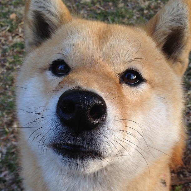 九游网页版官网-水陆两栖特技表演，极限运动的新视觉盛宴，水陆两栖动物大全