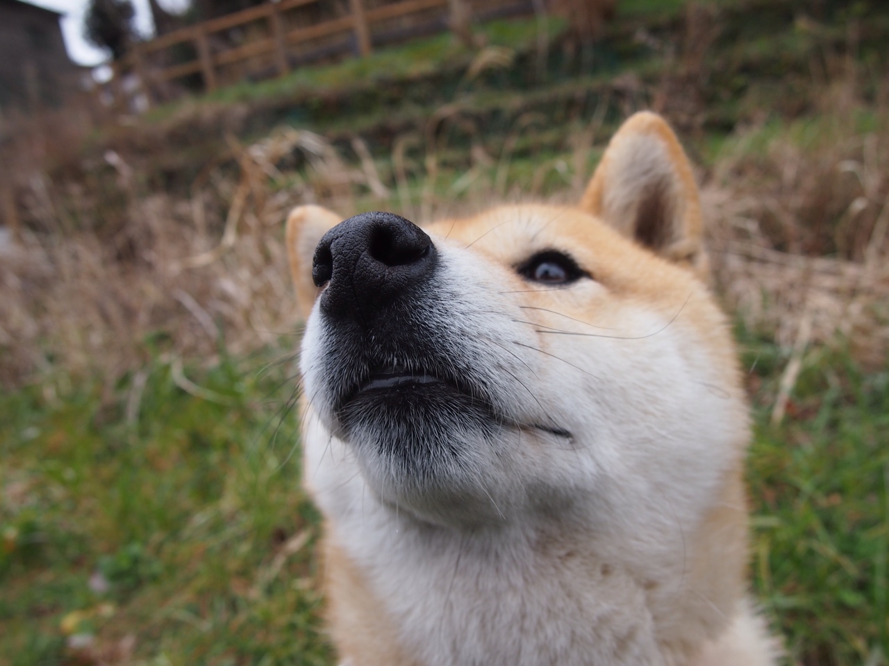 比利时骑手多米安·米歇尔斯在2024年巴黎奥运会盛装舞步比赛中以“Dante”马匹获得第六名，展现坚韧精神。