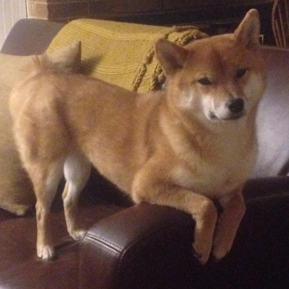 潜力“黑马”崛起:未来几年的巨大可期,2021年潜力黑马股