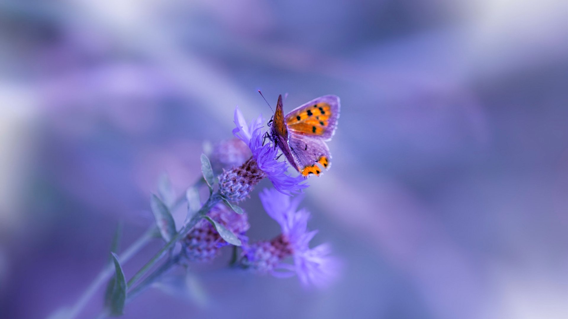 九游（jiuyou.com）游戏-中国复合弓男队在射箭世界杯上海站时隔12年再获铜牌，复合弓射远世界纪录