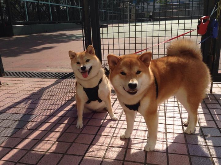 亚洲篮球球队国际比赛表现亮眼,亚洲 篮球