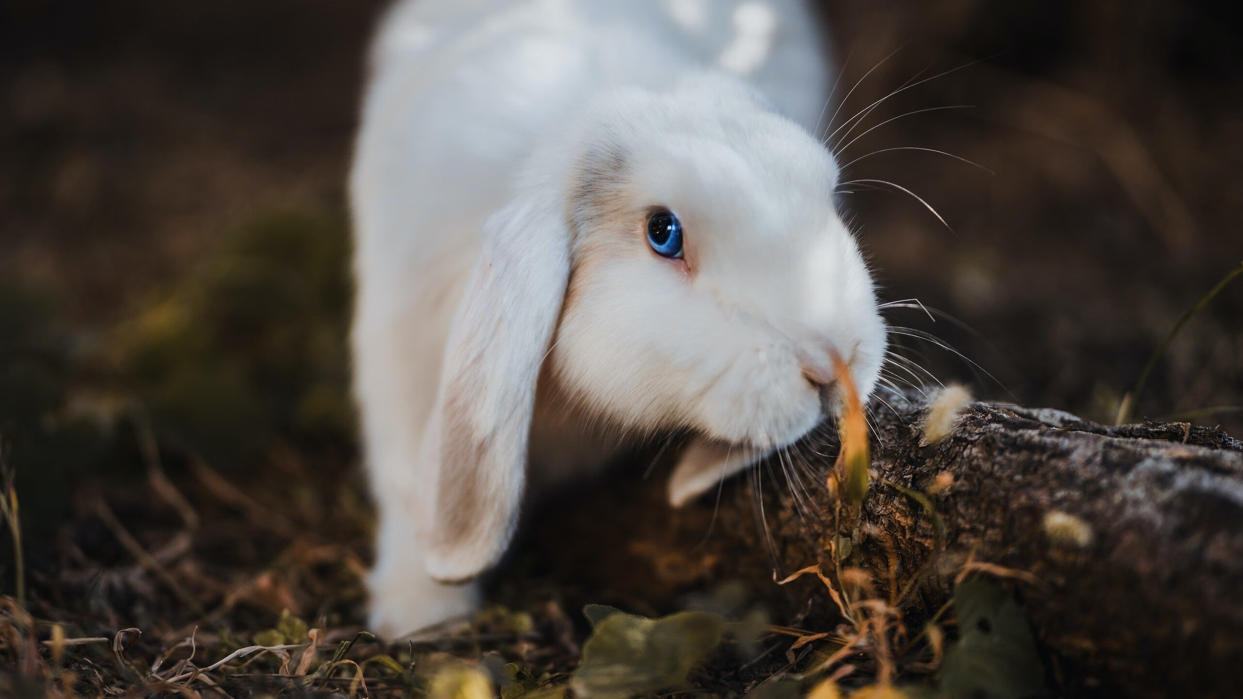 公牛完封勇士,抢七大战中德罗赞三分雨不断,公牛战绩