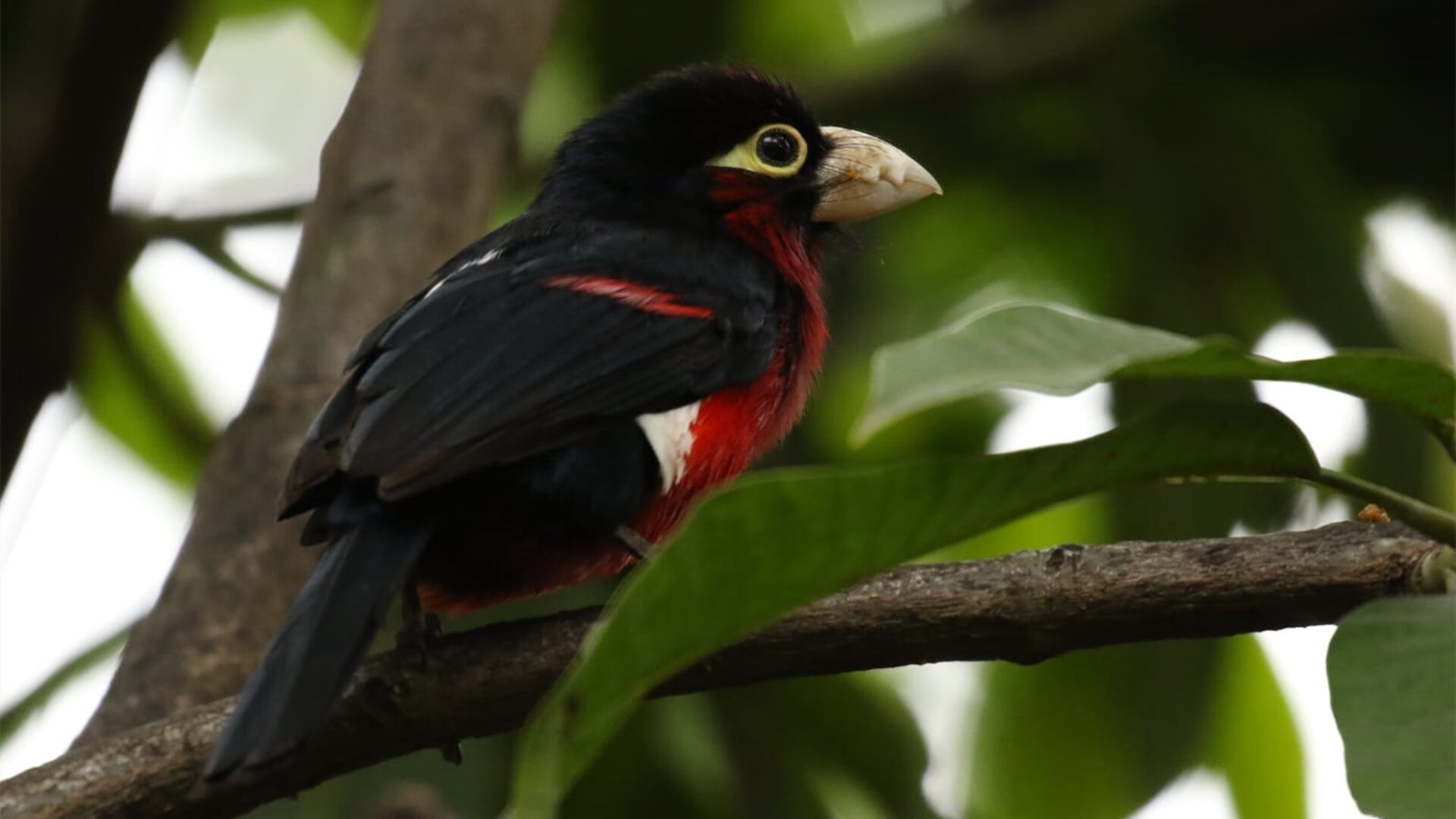 九游网页版官网入口-勇士惜败湖人，西部决赛中库里锁死对手，勇士险胜湖人 库里狂砍30分