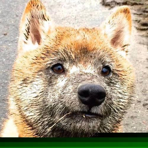 巴黎客场大胜朗斯,姆巴佩梅开二度,巴黎vs拜仁前瞻_姆巴佩再成胜负手 南大