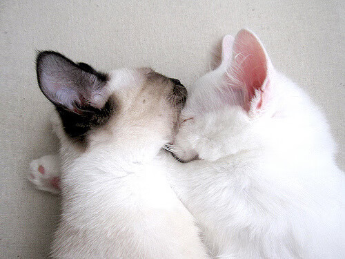 巴黎圣日耳曼前锋状态神勇，成为焦点人物，巴黎圣日耳曼前锋名单