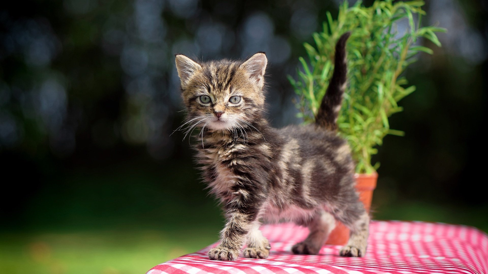 巴黎圣日耳曼前锋状态神勇，成为焦点人物，巴黎圣日耳曼前锋名单