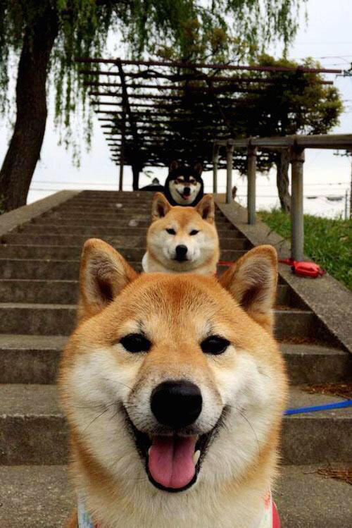 洛杉矶湖人晋级西部决赛,詹姆斯表现出色,洛杉矶湖人队总决赛