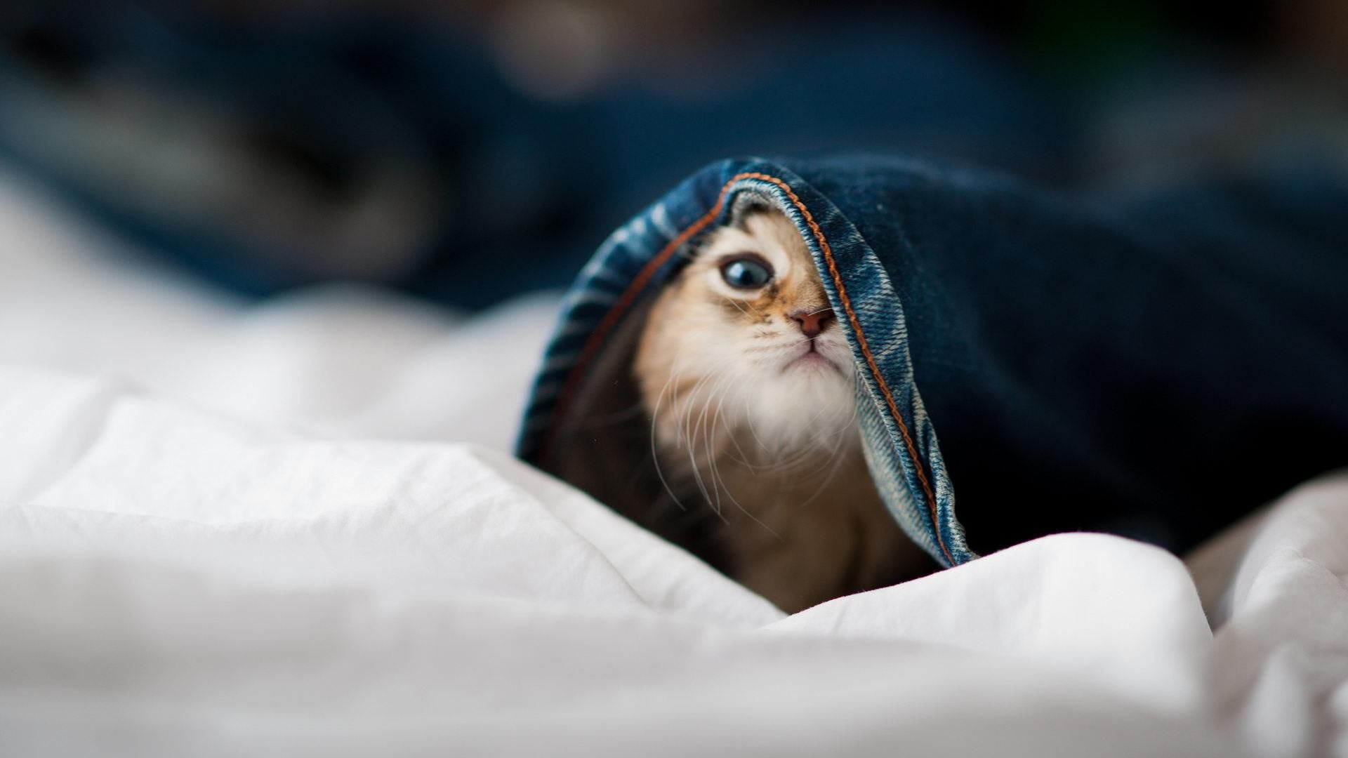 阿斯顿维拉挑战伯恩茅斯,实力对比,阿斯顿维拉vs伯恩利比赛结果