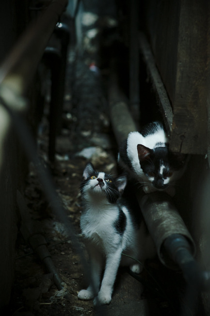 体育专业学生实习管理系统设计与改进研究,体育学院实践报告