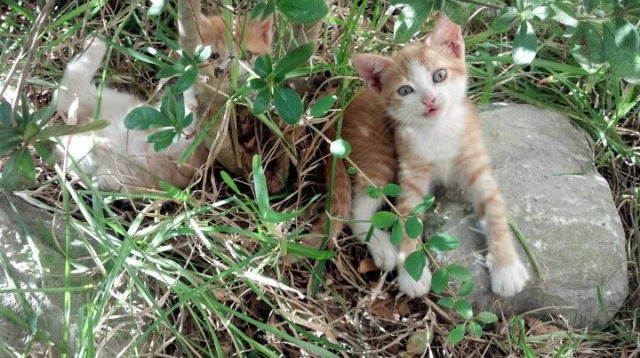 “跨越极限!SHO-CHAN Run 2025赛道尽显速度与力量”