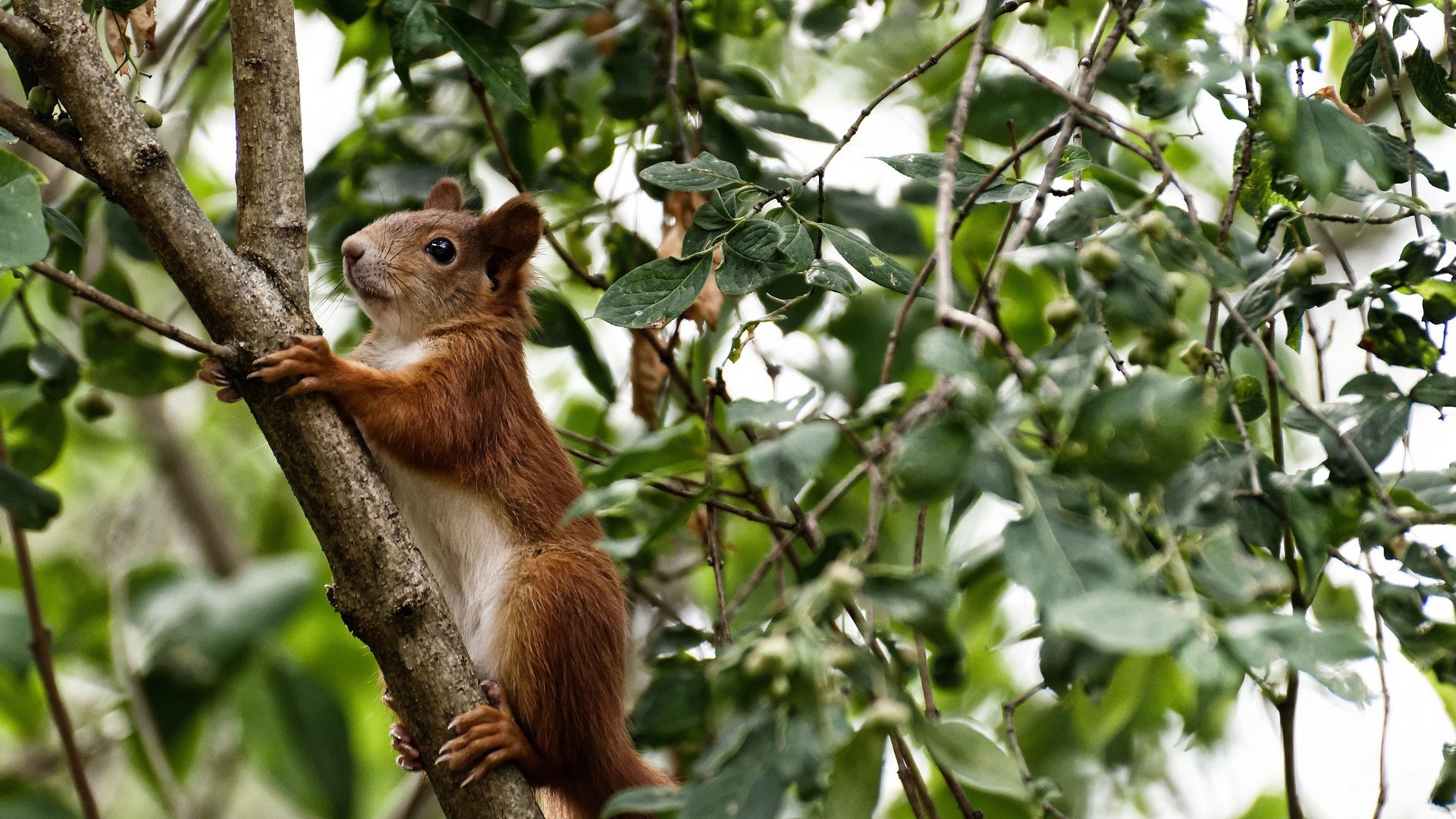 中国香港队赛制透视：如何通过团体配合打破单打局限，香港队伍