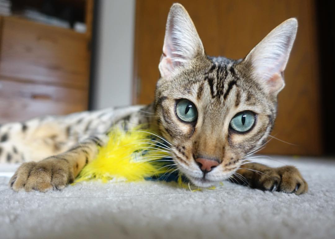 后程配速提升成胜负分水岭,后程加速怎么练