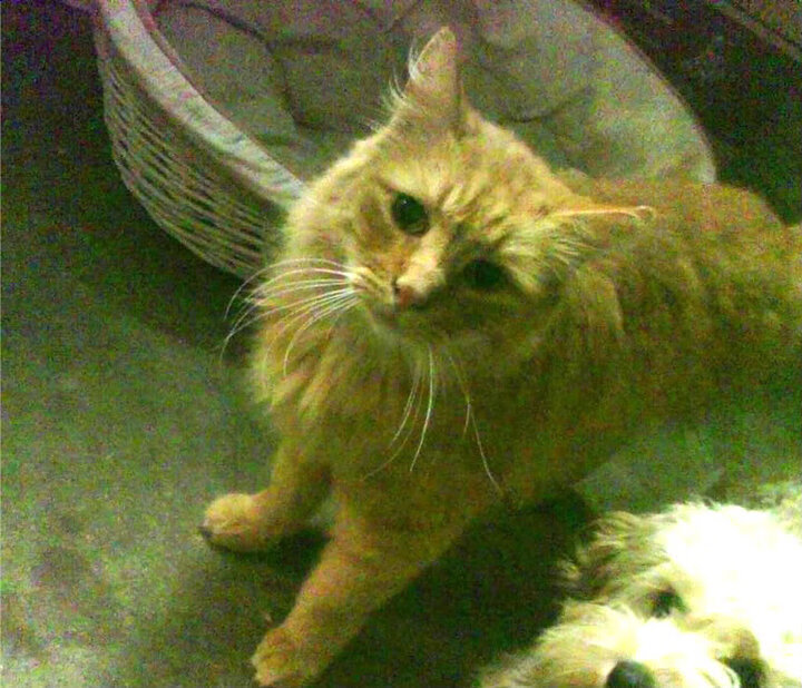 快节奏是否更依赖空间拉扯和转移球能力,快节奏的现象