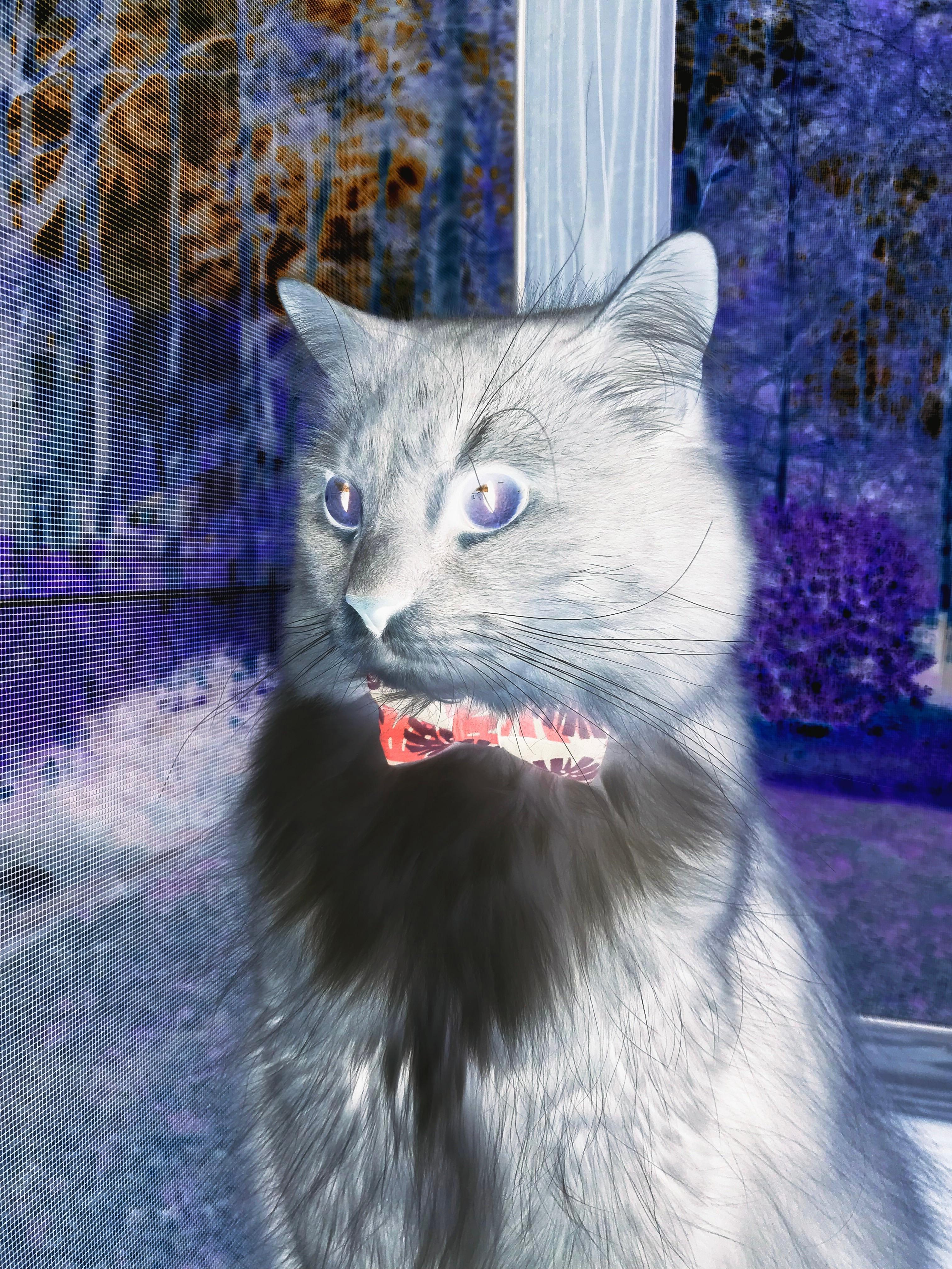 哈斯克展现稳定的比赛心态，哈斯克人