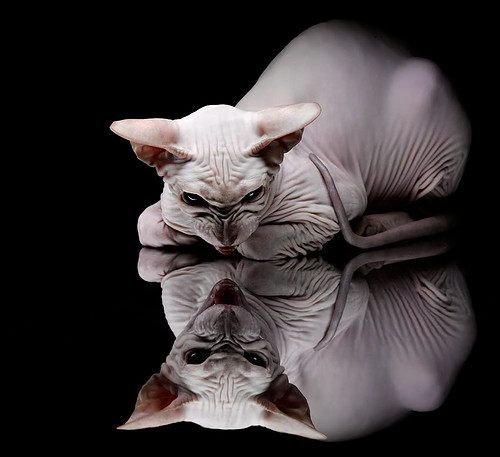 美洲杯明星众多：精彩表现，惊艳全场！，美洲杯有哪些明星