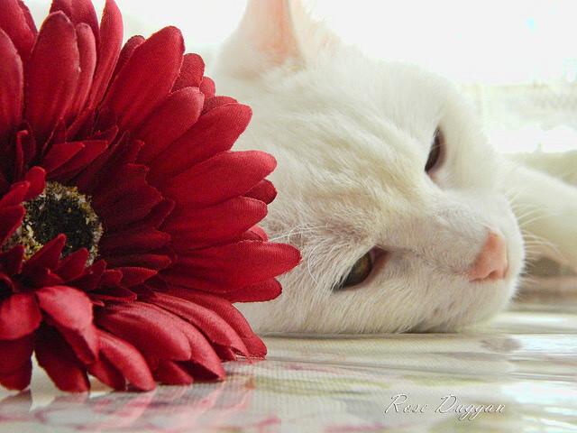 英超转会市场价格变动趋势,英超转会市场关闭时间