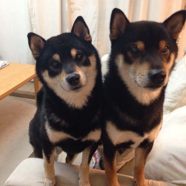 荷兰队在国际赛场战绩优异,晋级希望升腾